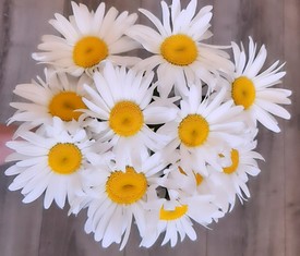 9 крупных цветов ромашки