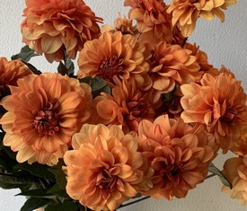 цветы рыжие георгины