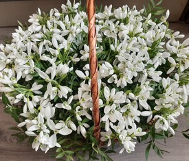 корзина из 301 цветка подснежника и зелени