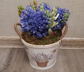5 цветов гиацинтов в кашпо