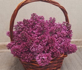 Корзина из 9 веток цветов сирени