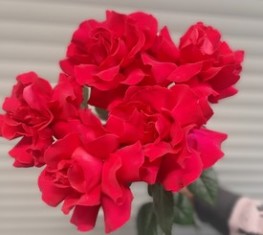 букет из цветов французской розы
